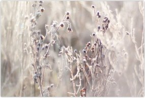 Tablou - Plante (90x60 cm)