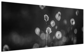 Tablou - Iarba de bumbac în pajiște (120x50 cm)