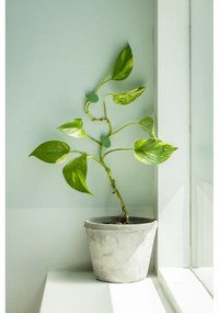 Suport pentru plante 10 buc. din plastic reciclat (înălțime 3 cm) – Esschert Design