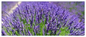 Tablou - lavanda (120x50 cm)