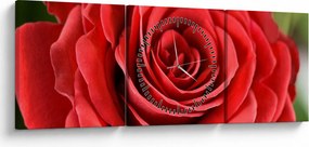 Tablou - Flori de trandafir (cu ceas) (90x30 cm)