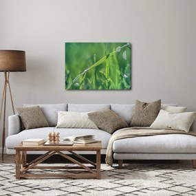 Tablou cu picături de rouă (70x50 cm)
