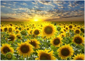 Tablou - Floarea-soarelui la apus de soare (70x50 cm)