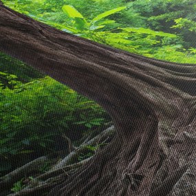 Tablou - Copac bătrîn cu rădăcini (90x60 cm)