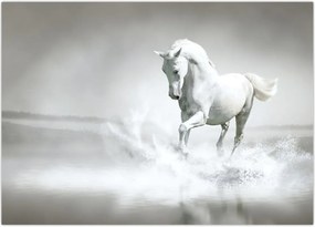 Tablou - Cal alb (70x50 cm)