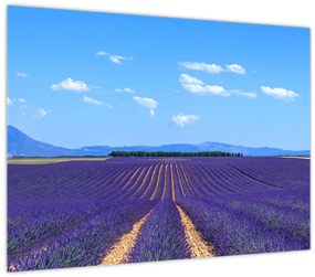 Tablou - Câmp de lavandă (70x50 cm)