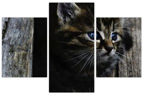 Tablou cu pisicuța (90x60 cm)