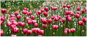Tablou - Lalele (120x50 cm)