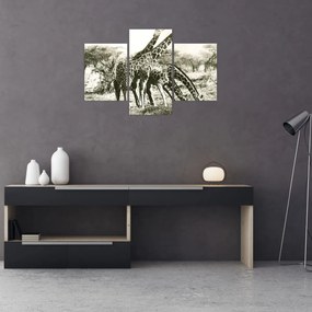 Tablou - Girafe, de epocă (90x60 cm)