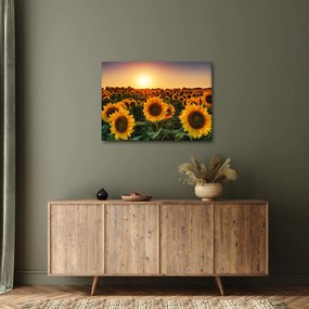 Tablou - Floarea soarelui (70x50 cm)