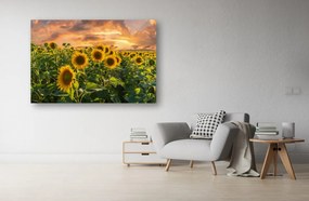 Tablou Canvas - Campul de floarea soarelui la apus