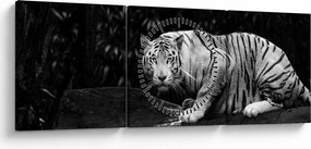 Tablou - Tigru alb, alb-negru (cu ceas) (90x30 cm)