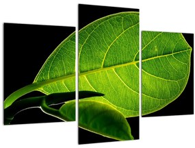 Tablou - frunză verde (90x60 cm)