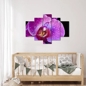 Tablou detailat cu floare de orhidee (150x105 cm)