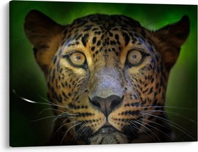 Tablou - Portretul leoparduslui, Sri Lanka (70x50 cm)