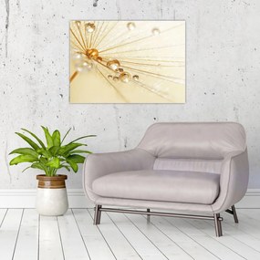 Tablou pe sticlă - Fotografie macro de păpădie (70x50 cm)