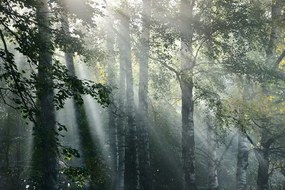 Fototapet razele soarelui în pădurea ceațoasă