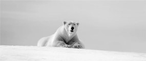 Tablou - Urs polar,alb-negru (120x50 cm)