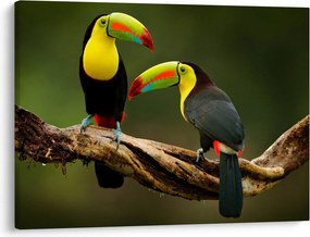 Tablou tucani sezând , Costa Rica (70x50 cm)