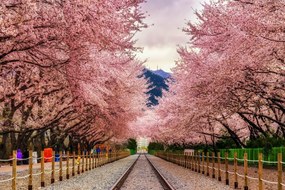 Fototapet, Cai ferate langa copaci sakura Art.01372