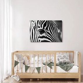 Tablou cu zebră (90x60 cm)