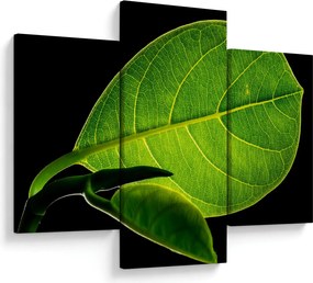 Tablou - frunză verde (90x60 cm)