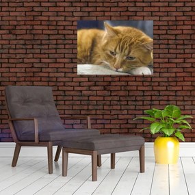 Tablou pe sticlă cu pisica (70x50 cm)