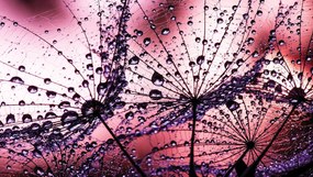 Fototapet - Păpădii - abstracte - violete (152,5x104 cm)