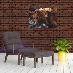 Tablou cu câini dormind (70x50 cm)