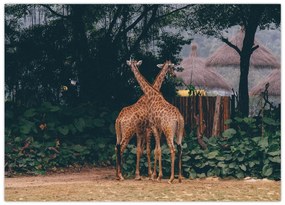 Tablou cu două girafe (70x50 cm)