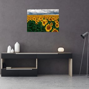 Tablou pe sticlă câmpului de floarea soarelui (70x50 cm)
