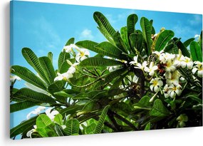 Tablou - Plumeria (90x60 cm)