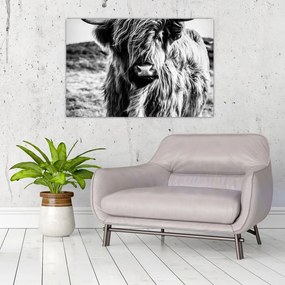 Tablou - Highland - vacă scoțiană (90x60 cm)