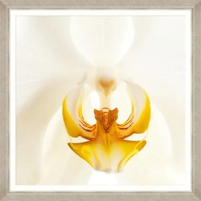 Tablou Framed Art Orchid Bloom II