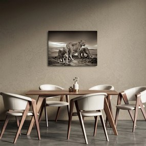 Tablou cu leii alb negri (70x50 cm)