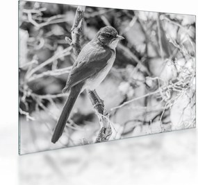 Tablou pe sticlă - Bluebird în timpul iernii (70x50 cm)
