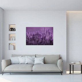 Tablou - Lavanda (90x60 cm)