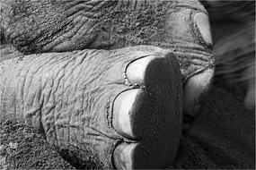 Tablou - Picior de elefant (90x60 cm)