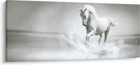 Tablou - Cal alb (120x50 cm)