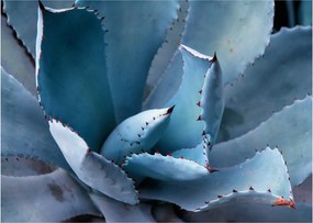 Tablou pe sticlă - Agave (70x50 cm)