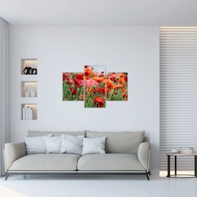 Tablou din câmp cu maci (90x60 cm)