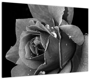 Tablou cu trandafir - albneagră (70x50 cm), în 40 de alte dimensiuni noi