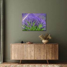 Tablou - lavanda (70x50 cm)