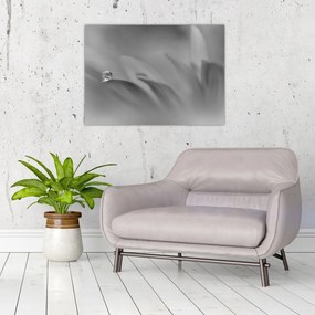 Tablou - Picătură pe floare,alb-negru (70x50 cm)