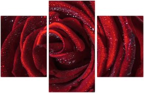 Tablou - Trandafir roșu cu picături de rouă (90x60 cm)