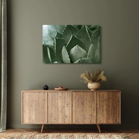 Tablou - Agave verde (90x60 cm)