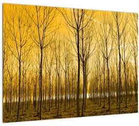Tablou pe sticlă cu pădure în apus de soare (70x50 cm)