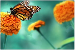 Tablou cu fluture (90x60 cm)