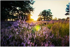 Tablou - Câmp cu lavandă (90x60 cm)