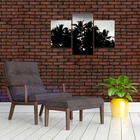 Tablou alb negru - palmieri (90x60 cm)